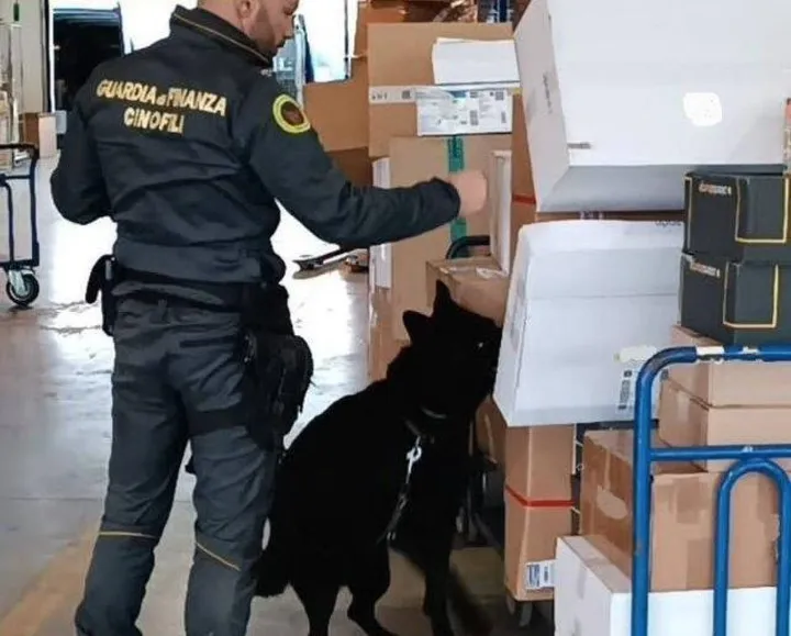 Hanima, il cane della Guardia di Finanza, in azione nei magazzini