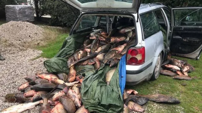 Nel baule dell’auto era stipato il pesce pescato abusivamente