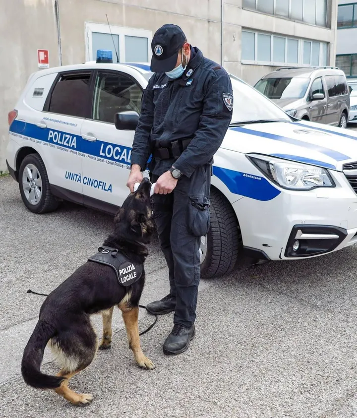 Un cane. dell’Unità Cinofila della Polizia Locale impiegato nelle operazioni antidroga (foto archivio)