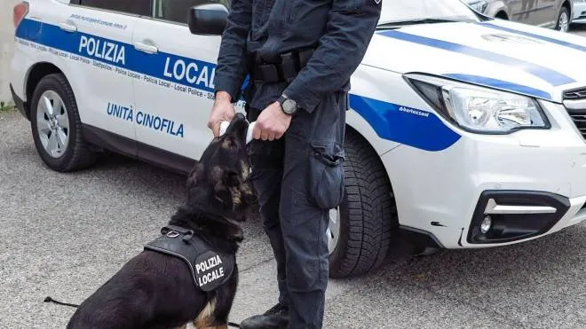 Un cane. dell’Unità Cinofila della Polizia Locale impiegato nelle operazioni antidroga (foto archivio)