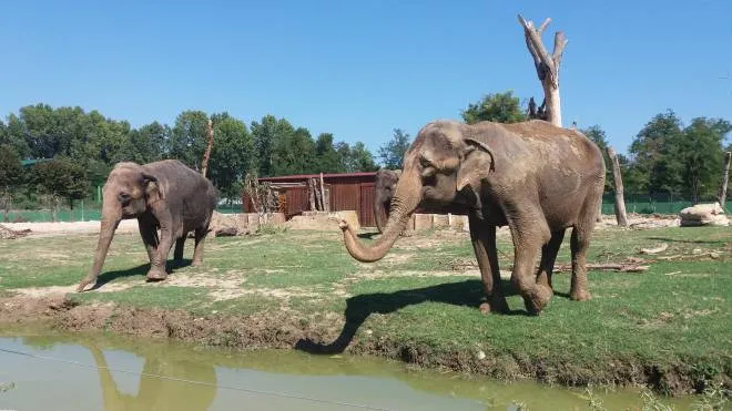 I tre elefanti asiatici arrivati al Safari di Ravenna