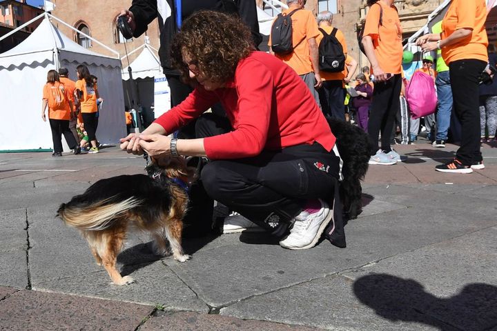 Da quest'anno anche i cani potevano partecipare alla StraBologna (fotoSchicchi)