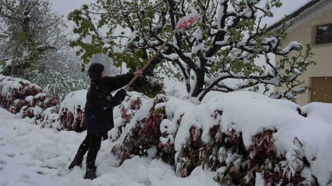 Molti alberi, appesantiti dalla neve, si sono spezzati (foto Marchi)