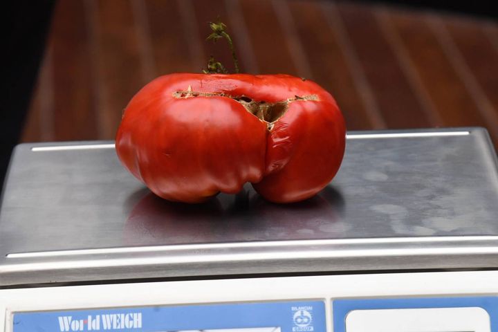 La gara dedicata al pomodoro gigante (foto Schicchi)