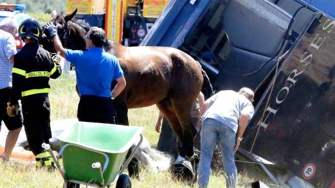 Il recupero dei cavalli che erano su uno dei mezzi coinvolti nell'incidente in A14 (foto Ravaglia)