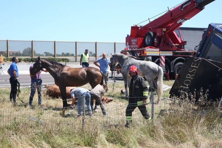 I cavalli sono stati recuperati con l'intervento di medici veterinari (foto Ravaglia)