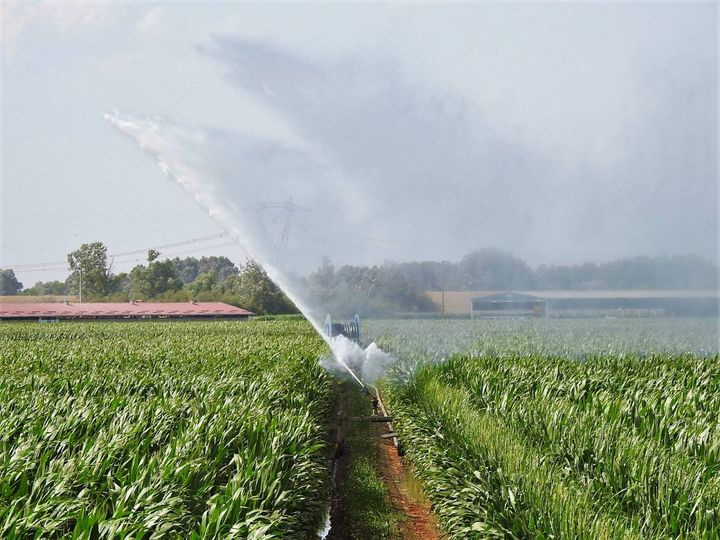 Irrigazione mais a Villa Pianta (Scardovi)