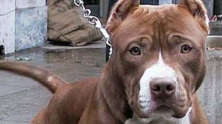 Un cane di razza Pitbull (foto d’archivio)