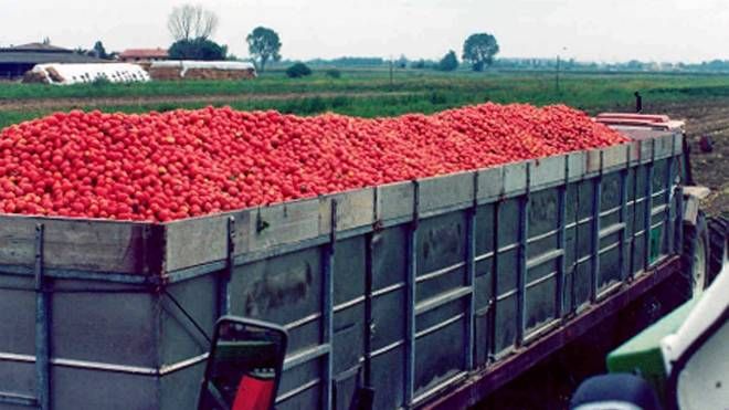 raccolta e trasporto di pomodori da conserva