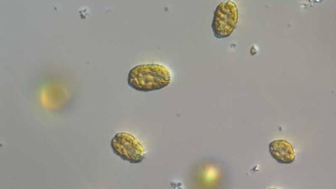 Le analisi di Arpae su alcuni campioni di acqua marrone: è un'alga innocua