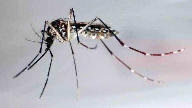 Il virus West Nile è diffuso tra gli uccelli e trasmesso all'uomo da una zanzara infetta 