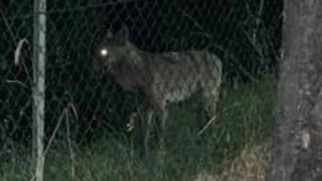 Il lupo di Fano immortalato da una foto trappola