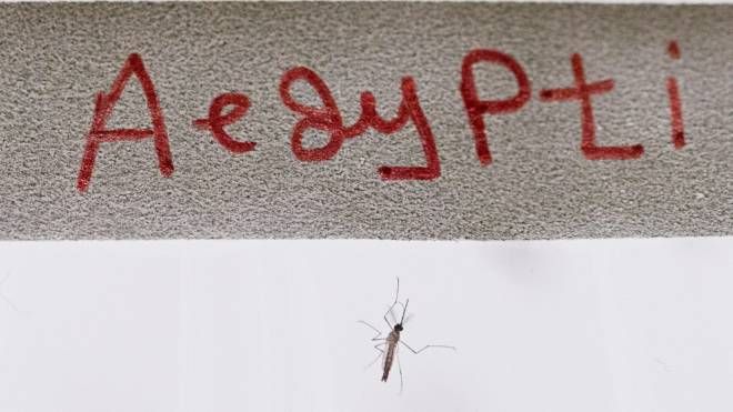Il virus del West Nile viene trasmesso dalle zanzare