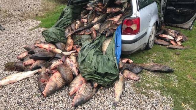 Ravenna, bracconieri fermati con 10 quintali di pesce nel Delta del Po: multati 