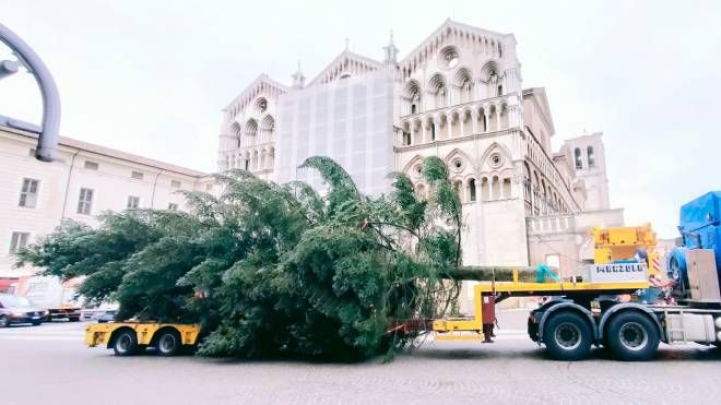 Ferrara, l'albero di Natale arriva in piazza: ecco quando si accende